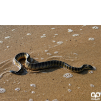 گونه مار دریایی کوتاه Short Sea Snake